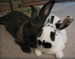 cuddlybuns-1 photo of two bunnies cuddling