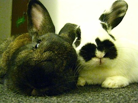 close up of two bunnies being cozy