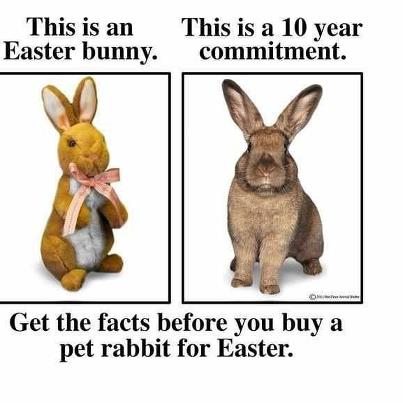 A-rabbit-is-for-life