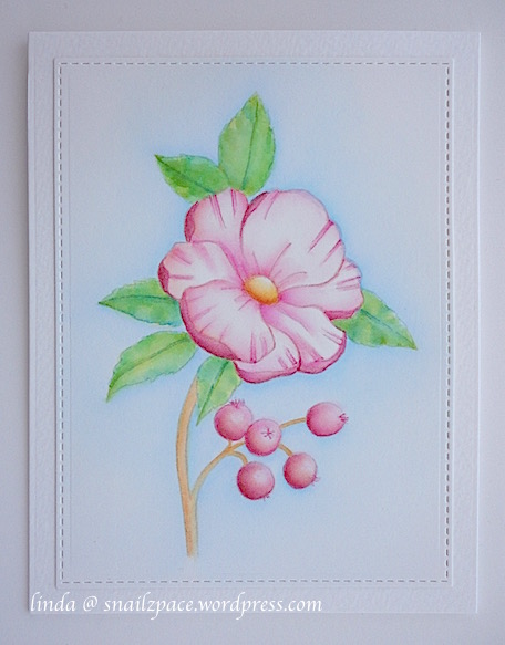 copyright linda @ snailzpace.wordpress.com magenta wild rose